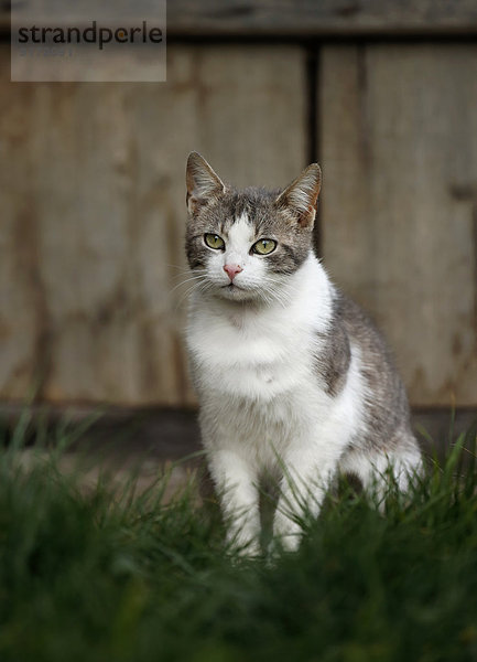 Germany  Baden-Wuerttemberg  Grey white tabby cat  Felis silvestris catus  standing on meadow