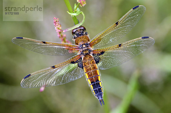 Four-spotted chaser  Libellula quadrimaculata