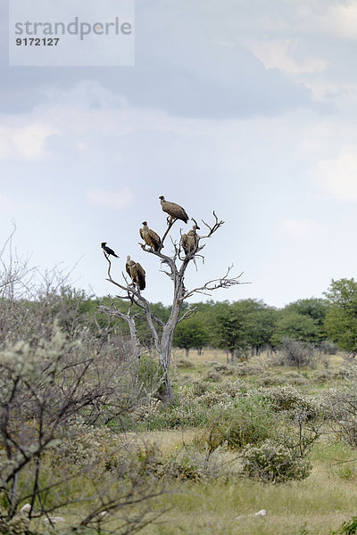 Africa  Namibia  Etosha National Park  Cape Griffons  Gyps coprotheres