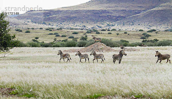 Africa  Namibia  Damaraland  group of zebras at veld