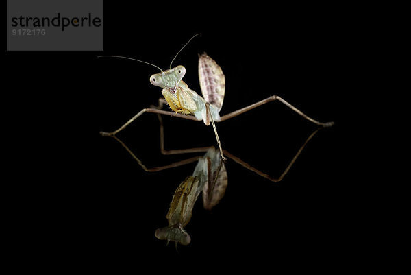 Giant Asian mantis  Hierodula Membranacea  in front of black background