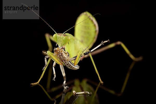 Giant Asian mantis  Hierodula Membranacea  eating prey in front of black background