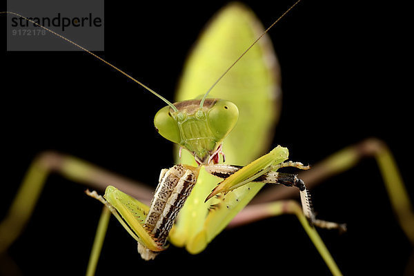Giant Asian mantis  Hierodula Membranacea  eating prey in front of black background