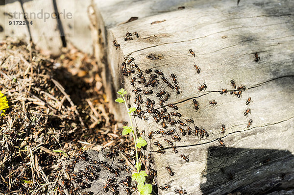 Ameisen krabbeln auf Holztreppe