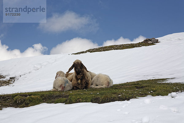 Austria  Tyrol  Innsbruck  Shep and lambs lying on pasture in snow