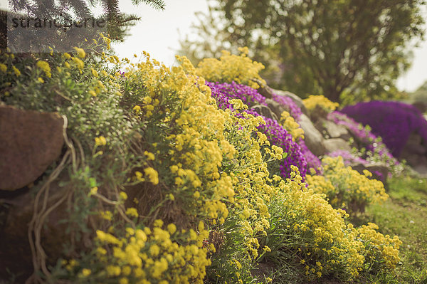 Germany  Mecklenburg-Western Pomerania  Ruegen  Blooming Aubrieta and Alyssum saxatile