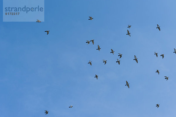 Germany  Mecklenburg-Western Pomerania  Ruegen  Pigeons in the sky