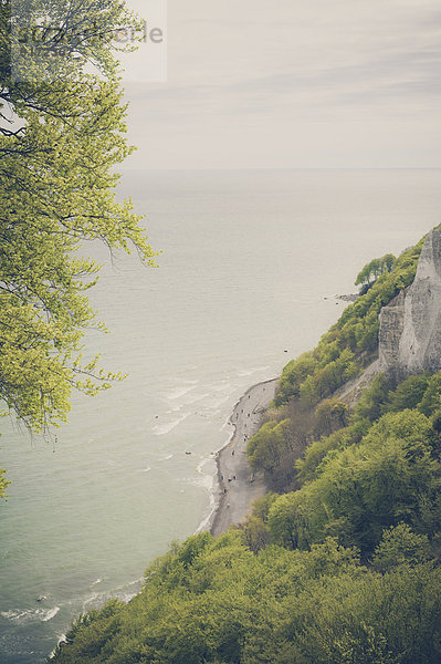 Germany  Mecklenburg-Western Pomerania  Ruegen  Jasmund National Park  Chalk coast at Koenigsstuhl