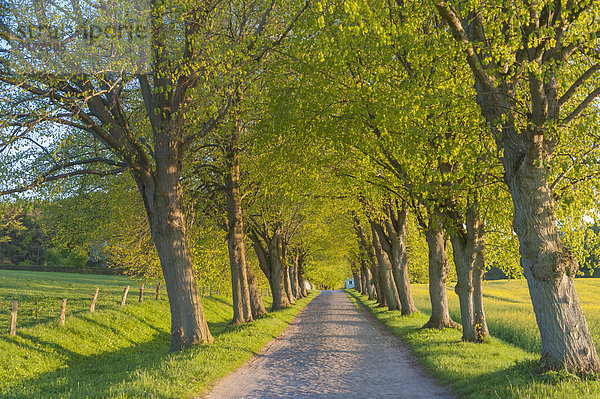 Germany  Mecklenburg-Western Pomerania  Ruegen  Tree-lined path