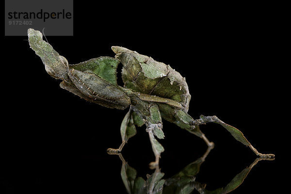 Ghost Mantis  Phyllocrania paradoxa  with reflection on black ground