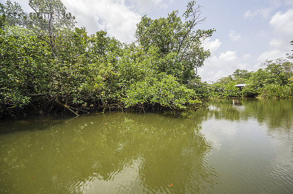 Indonesia  Riau Islands  Bintan Island  Mangrove trees