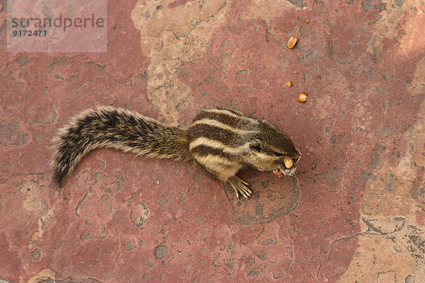 India  Rajasthan  chipmunk  Tamias  eating peanuts  elevated view
