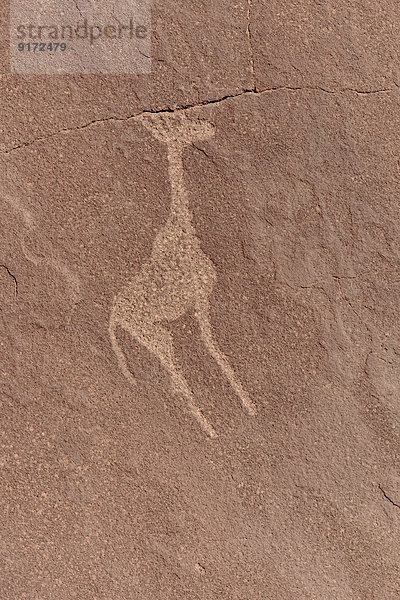 Africa  Namibia  Twyfelfontein  prehistorical rock engraving of giraffe