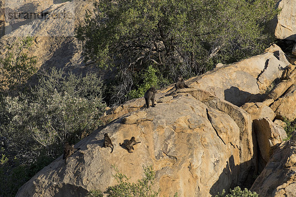 Africa  Namibia  Erongo mountains  five baboons on rock