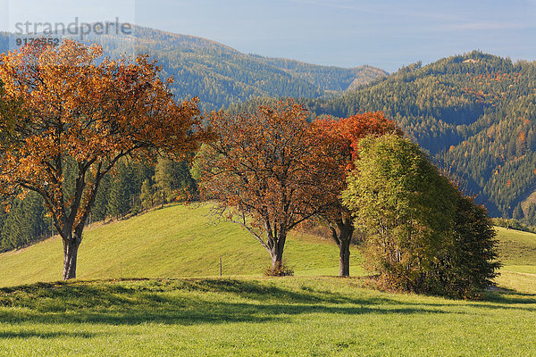 Austria  Styria  Hartberg  Deciduous trees in autumn