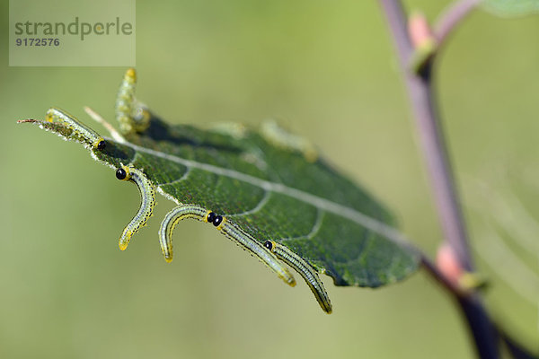 Grubs of hazel sawfly  Croesus septentrionalis  hanging on a leaf