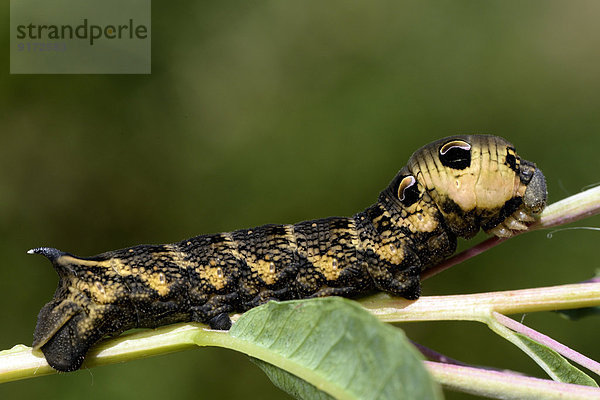 Grub of elephant hawk-moth  Deilephila elpenor  on a twig