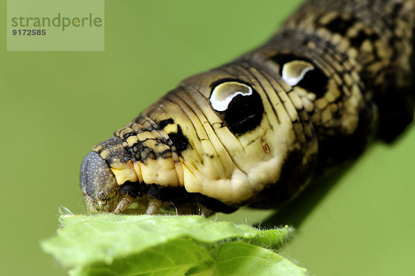 Grub of elephant hawk-moth  Deilephila elpenor  on a twig  partial view