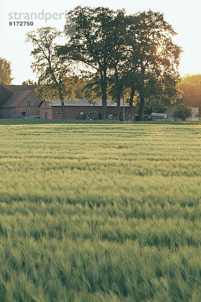 Germany  North Rhine-Westphalia  Farmhouse in Coesfeld heath