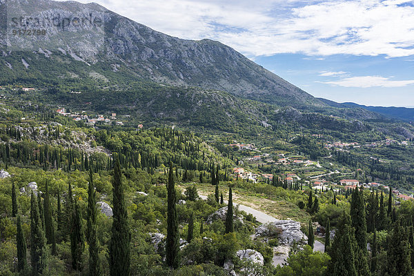 Croatia  Dunave Krajnje  Landscape with cypresses