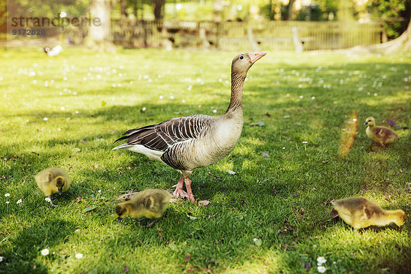 Goose with goslings on meadow