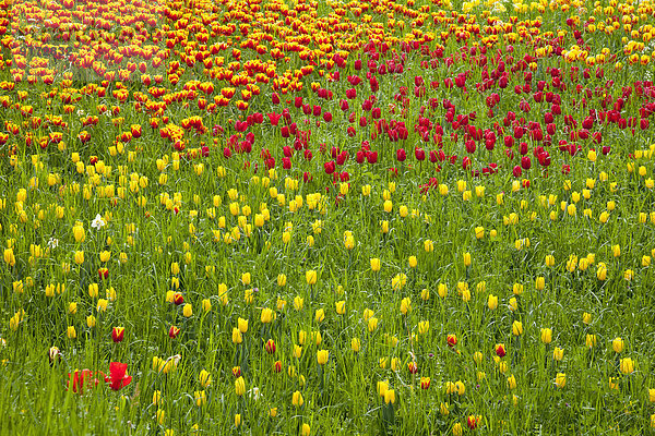 Germany  Baden-Wuerttemberg  Mainau  Tulip field