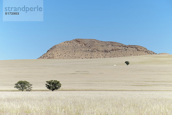 Africa  Namibia  Namib Naukluft area  grasslands with trees