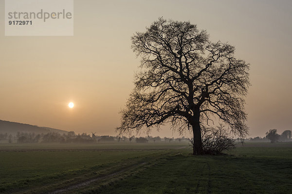 Germany  North Rhine-Westphalia  Luebbecke  landscape with bare tree at Hiller Moor by sunset