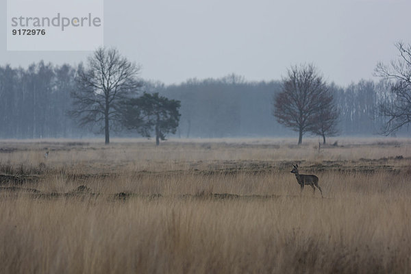 Germany  North Rhine-Westphalia  Luebbecke  landscape with bare trees and roe deer  Capreolus capreolus  at Hiller Moor by twilight