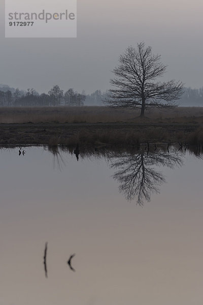Germany  North Rhine-Westphalia  Luebbecke  silhouette and water reflection of tree at Hiller Moor by evening twilight