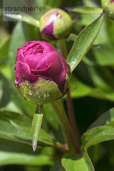 Dewdrops on bud of pink peony  Paeonia officinalis