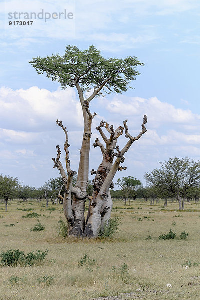 Africa  Namibia  Etosha National park  baobab tree  Adansonia