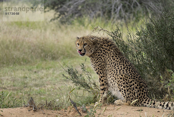 Africa  Namibia  Okonjima nature reserve  sitting cheetah  Acinonyx Jubatus