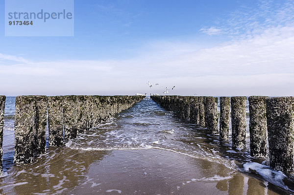 Niederlande  Zeeland  Domburg  Strand mit Wellenbrechern und Möwen