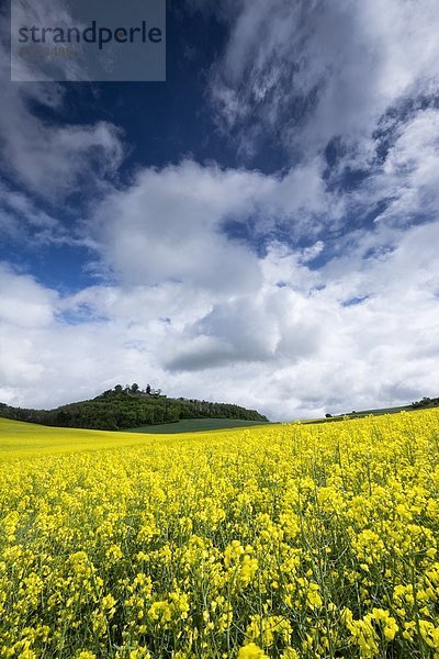 Germany  Baden-Wuerttemberg  Constance district  Hegau  Rape field  Maegdeberg in the background