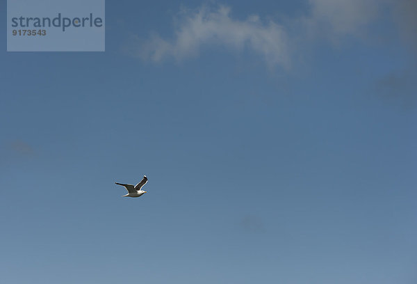 Flying herring gull  Larus argentatus