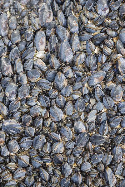 France  Bretagne  Cap Sizun  mussels