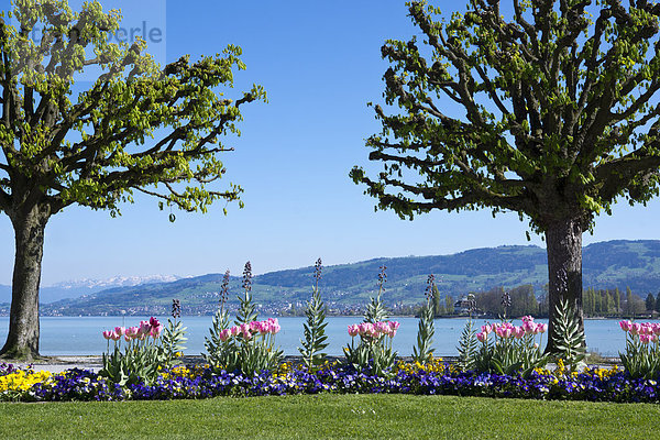 Switzerland  Thurgau  Arbon  Lake Constance  Lakeside promenade