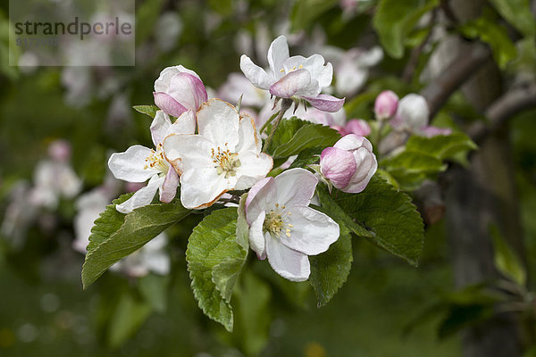 Germany  Baden-Wuerttemberg  White and pink blossoms of apple tree  Malus