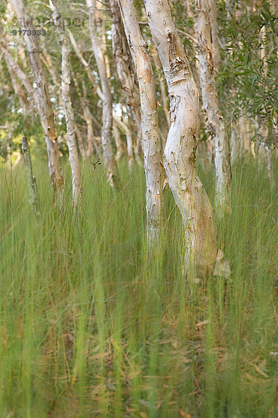 Australia  New South Wales  Pottsville  paper bark tea trees