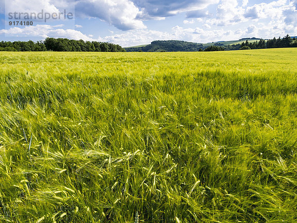 Germany  Hesse  Ear of rye  Secale cereale  Rye field