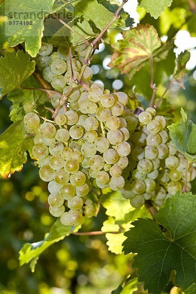 Green grapes  Vitis vinifera  close-up