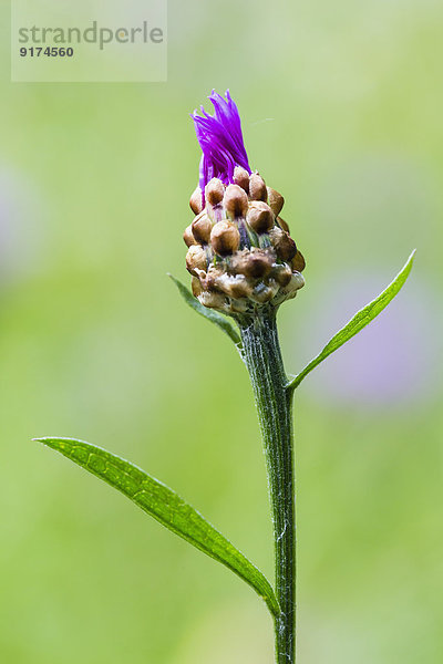 Bud of violet cornflower  Centaurea cyanus  in front of green background