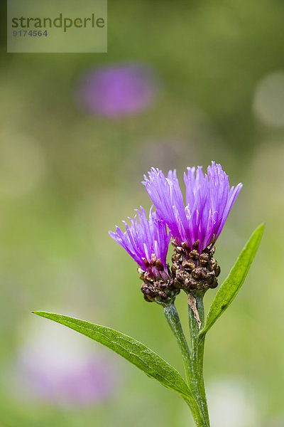 Two blossoms of violet cornflower  Centaurea cyanus  in front of green background