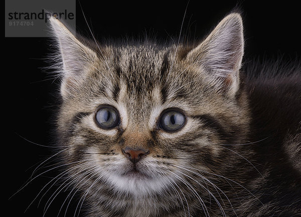 Portrait of tabby cat in front of black background