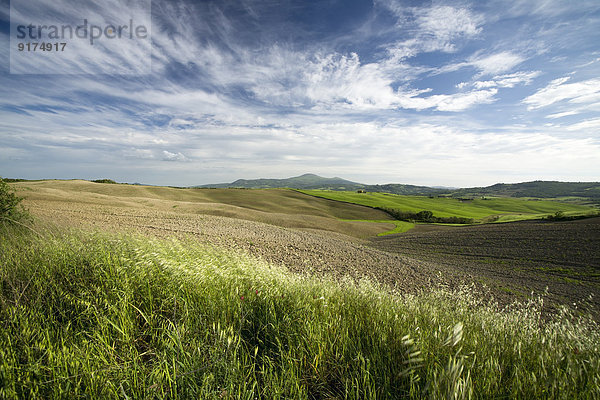 Italien  Toskana  Landschaft mit Feld bei Pienza