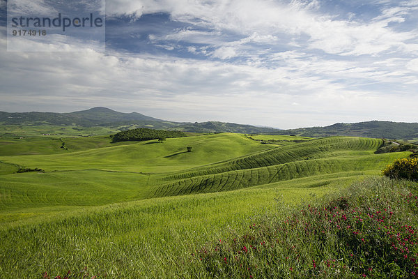 Italien  Toskana  Landschaft mit Feldern bei Pienza