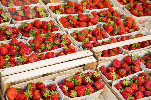 Deutschland  Bayern  Neu-Ulm  Erdbeeren  Fragaria  im Tray auf dem Markt