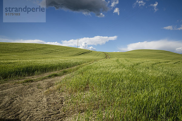 Italien  Toskana  Landschaft