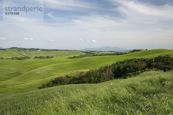 Italien  Toskana  Provinz Siena  Typische Landschaft bei Siena